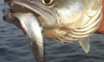 niet verwant dwaas extreem Statisch vissen op snoekbaars met doodaas | Team Outdoors