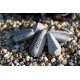 ECO Sinkers Distance Pasta Sinker